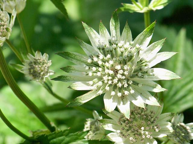 Astrantia major 'Large white' P9 & 1L Pots