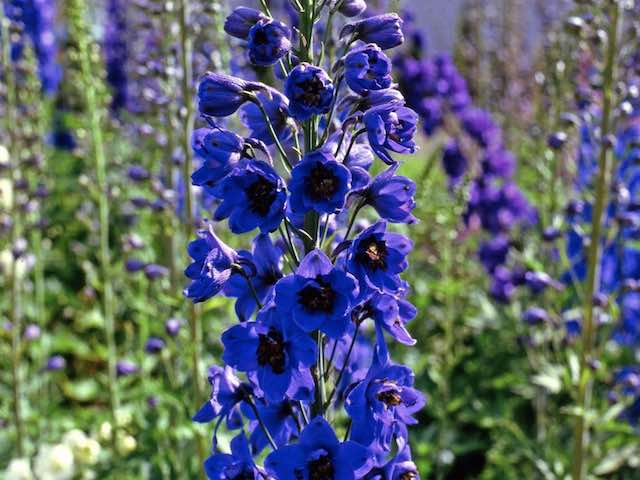 Delphinium Black Knight P9 & 1L Pots