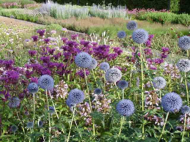 Echinops Ritro 'Veitchs Blue - P9 & 1L Pots