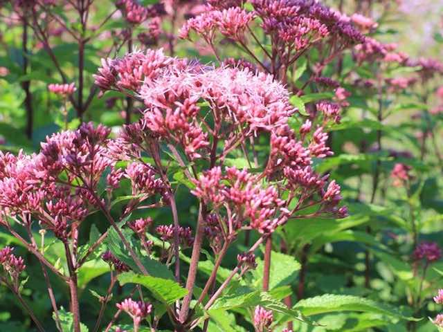 eupatorium mac. joe pye weed plants online