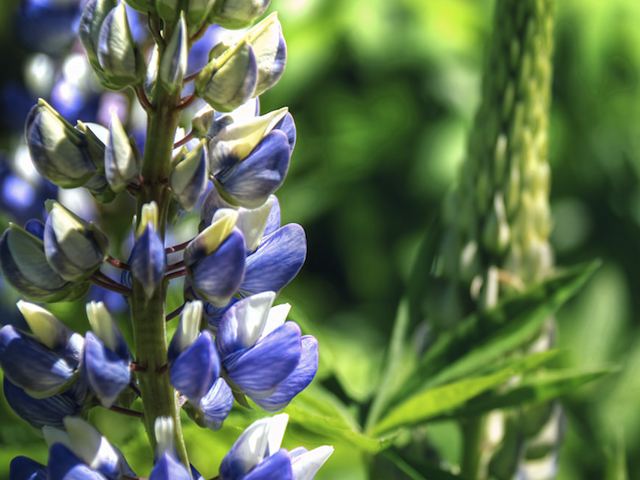 Lupin Gallery Blue P9 & 1L Pots