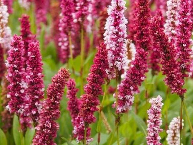 Persicaria Affinis 'Darjeeling Red P9 & 1L Pots