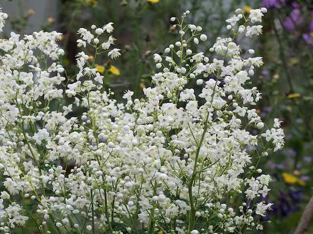 Thalictrum Delavayi Album - P9 & 1L Pots