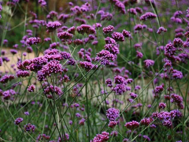 verbena-bonariensis bee friendly perennial
