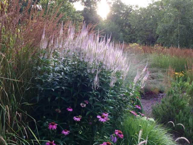 Veronicastrum Virginicum Pink Glow - P9 & 1L Pots