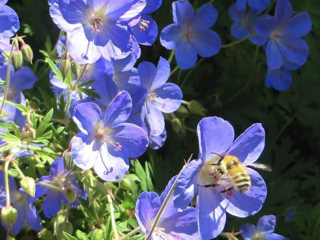 Geranium Johnson's Blue P9 & 1L Pots