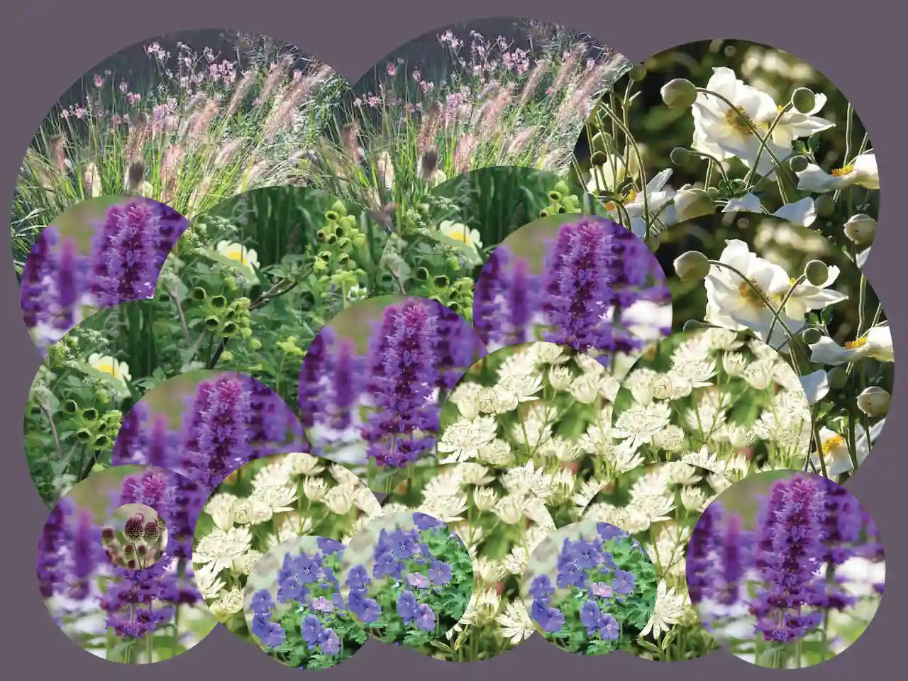 Blueberry Ice Perennial Flower 24 Pack