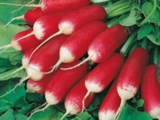 Radish 'French Breakfast 3'
