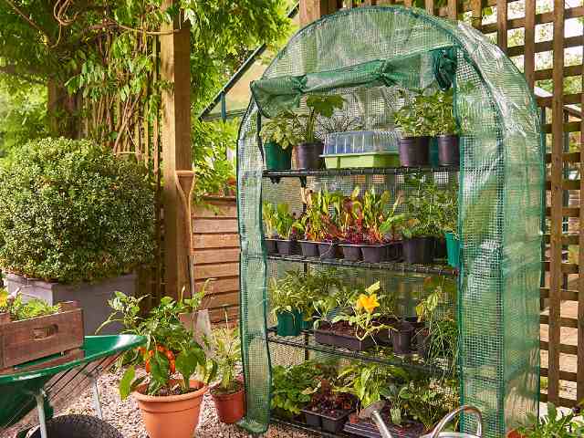 Premium 4 Tier Extra Wide Growhouse