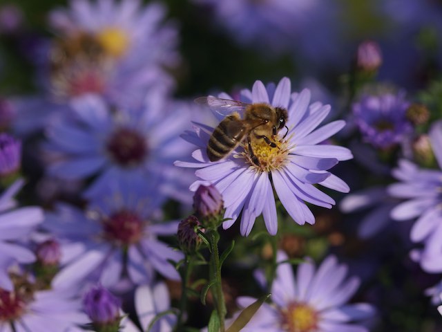 Aster Cordifolius 'Little Carlow' -  P9 & 1L Pots