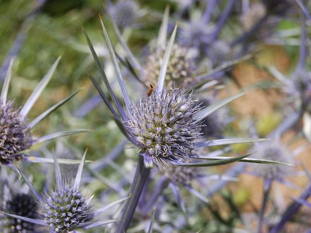 Eryngium Bourgatti - 'Sea Holly '- P9 & 1L Pots
