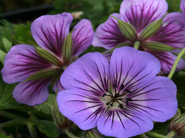 Geranium 'Havana Blues' (Geranium Blue) - P9 & 1L Pots