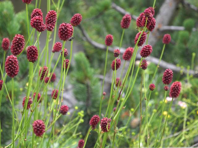 Sanguisorba Officinalis Red Buttons plants for sale online