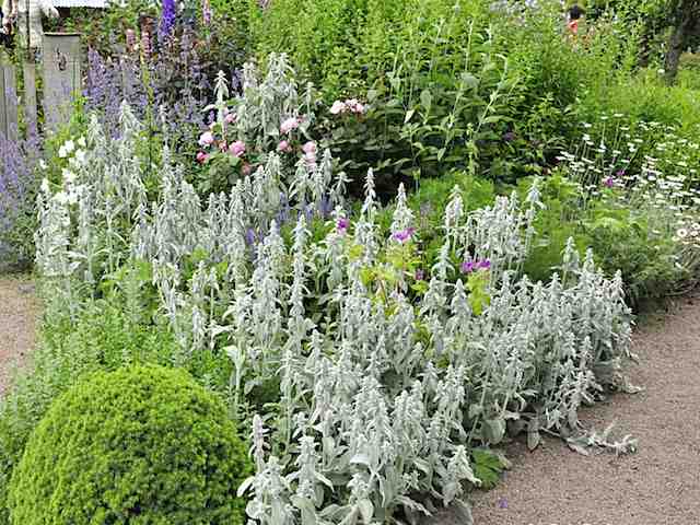 Stachys Byzantine plants for sale online