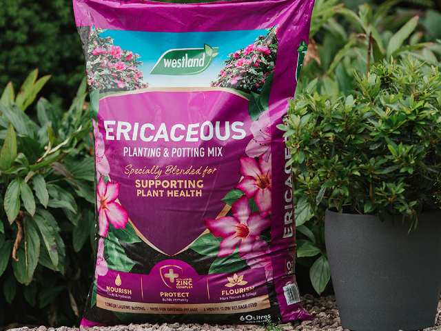 Westland Ericaceous Planting & Potting Mix