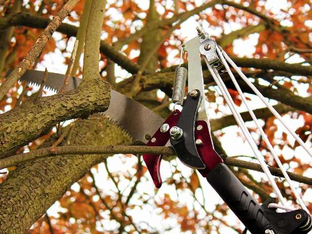 Kent & Stowe Telescopic Tree Lopper - 3 m