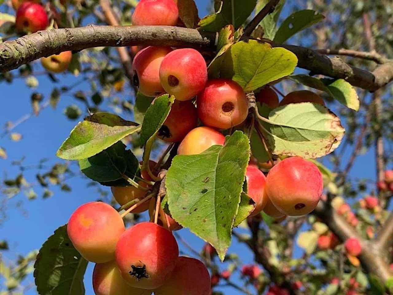 Red Sentinel Crab Apple Tree