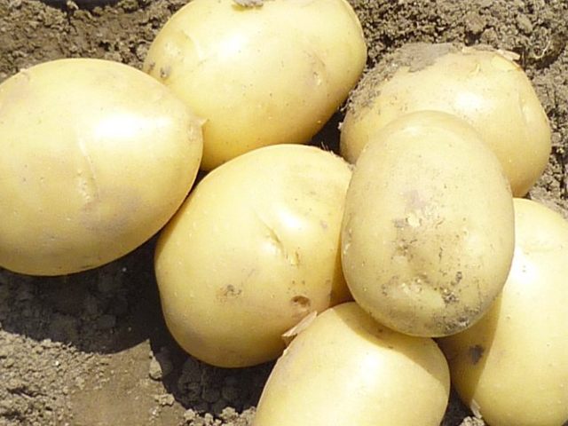 Solist' First Early Seed Potatoes