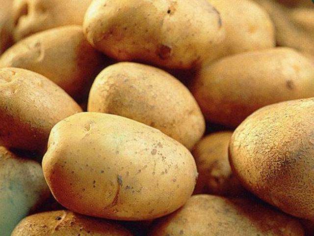 Record Maincrop Seed Potatoes