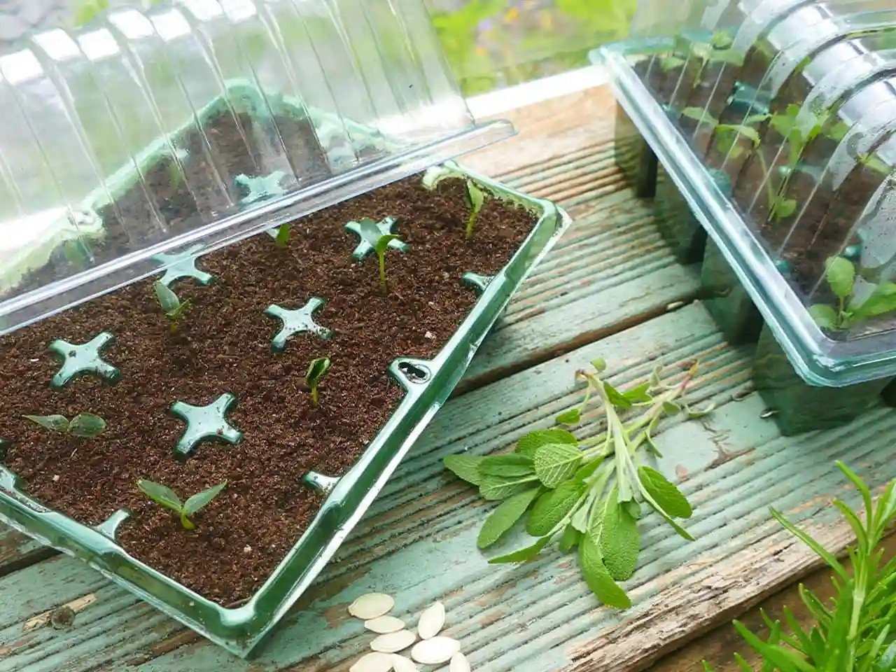 Visiroot Twin Propagator Set