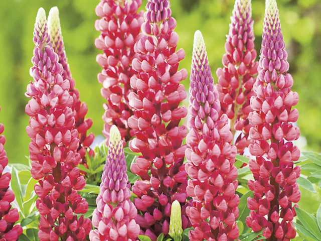 Lupins red and white mix - P9 & 1L Pots