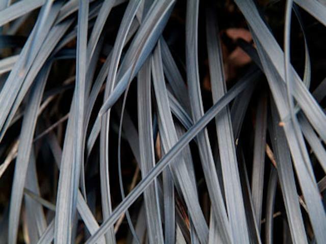 Ophiopogon planiscapus ‘Nigrescens’