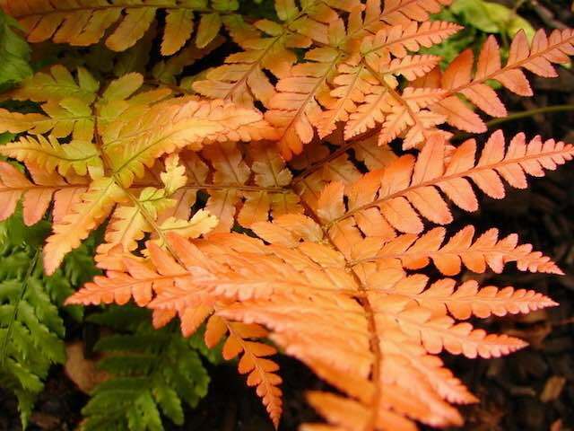 Dryopteris erythrosora - P9 & 1L Pots