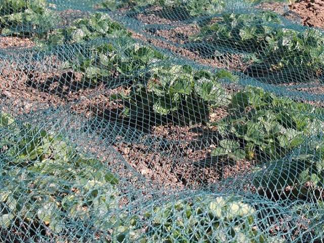 Green anti bird netting plant protection