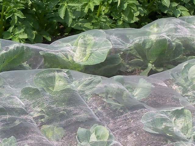 Mesh netting that protects fruit and vegetable plants