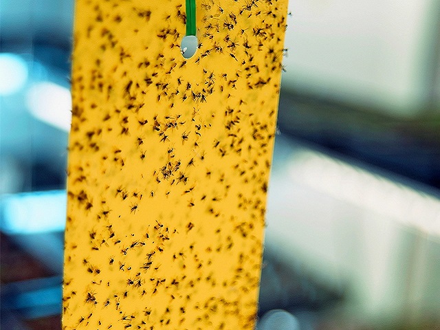 Yellow Sticky Traps x 5