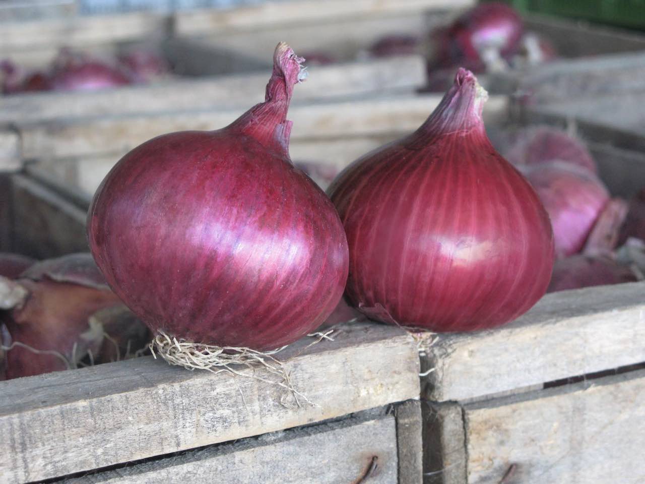 Red Onion 'Akado' Autumn Sets