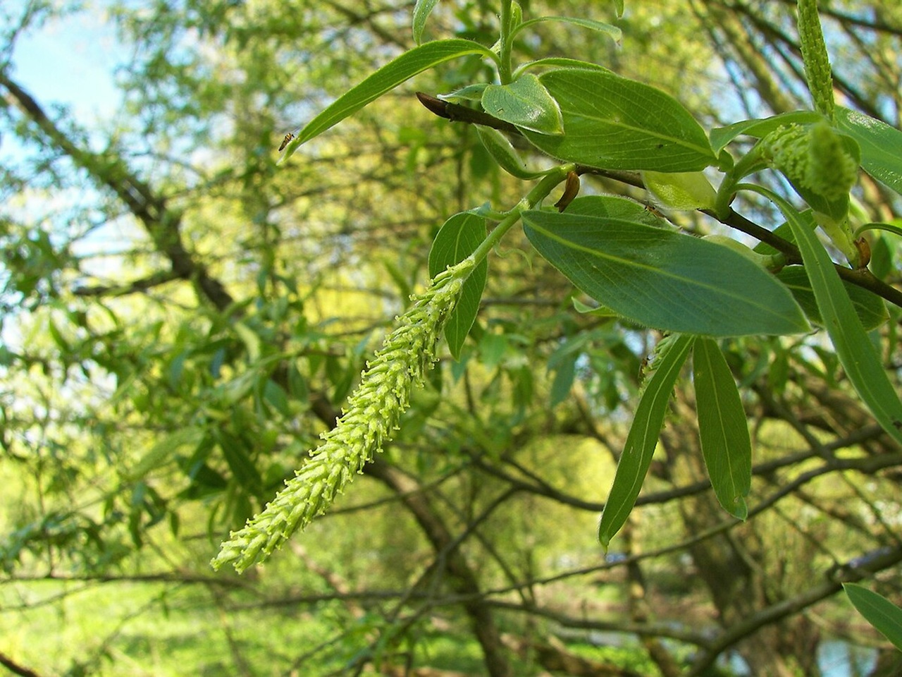 Willow Salix alba - White Willow, 1-3 pack