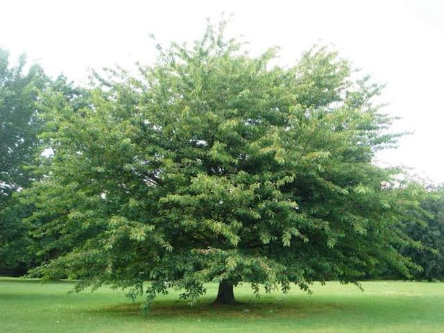 Wild cherry- Prunus avium, 1-3 Pack