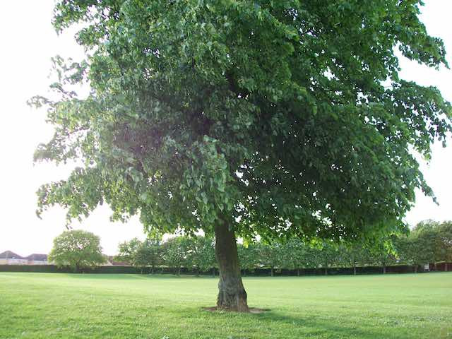 Lime, Small-leaved -Tilia cordata 1