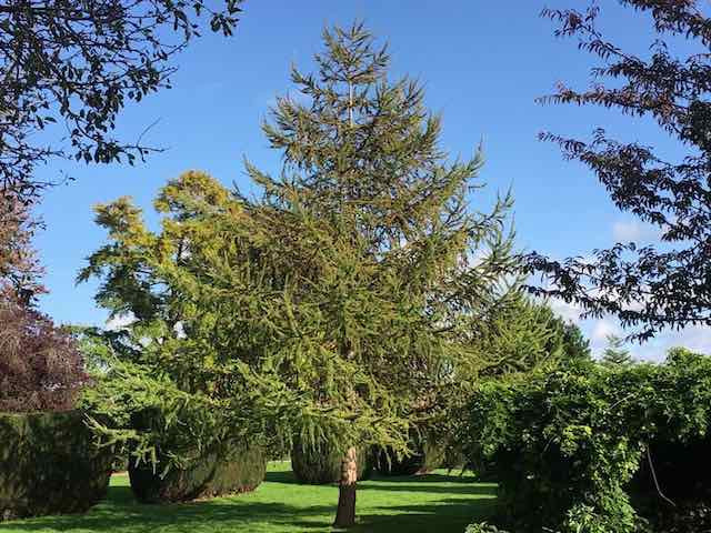 European Larch - Larix decidua 1