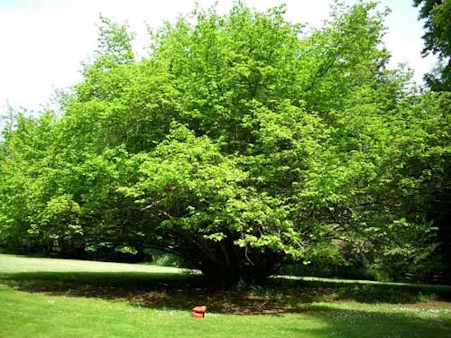 Hazel - Corylus avellana, 1-3 Pack