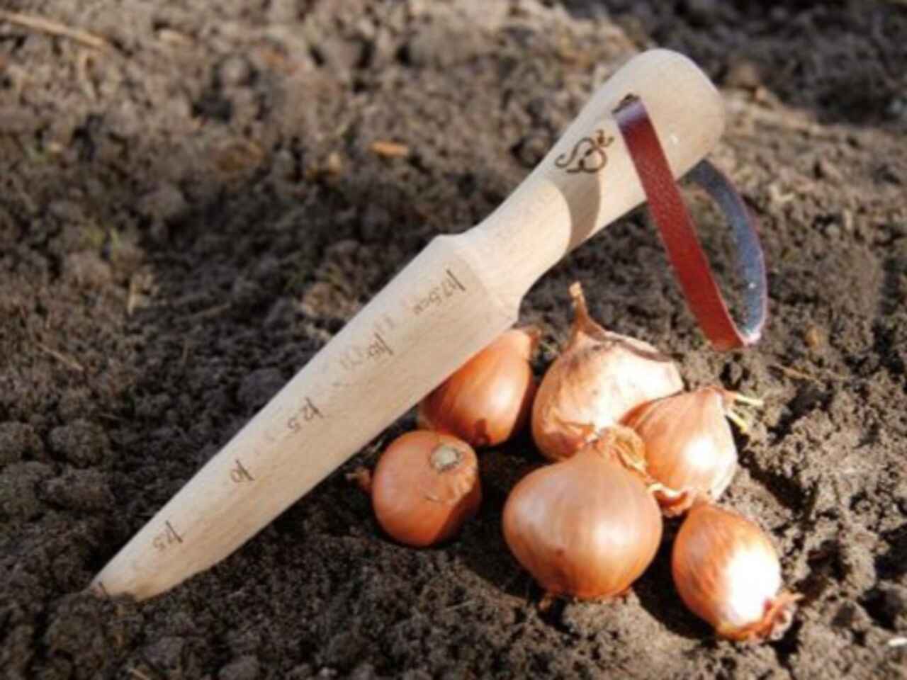 dibber in soil