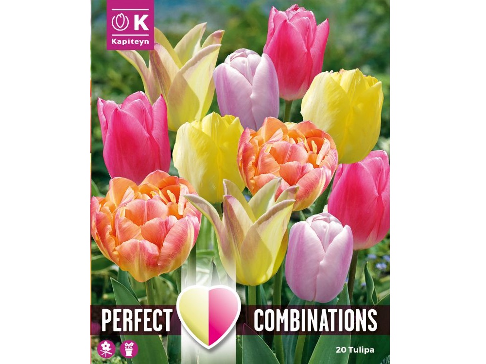 soft tones blend of spring flowering tulip bulbs