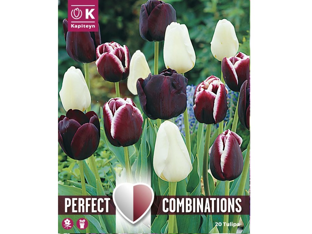 Combi Tulip Triumph Black Blend