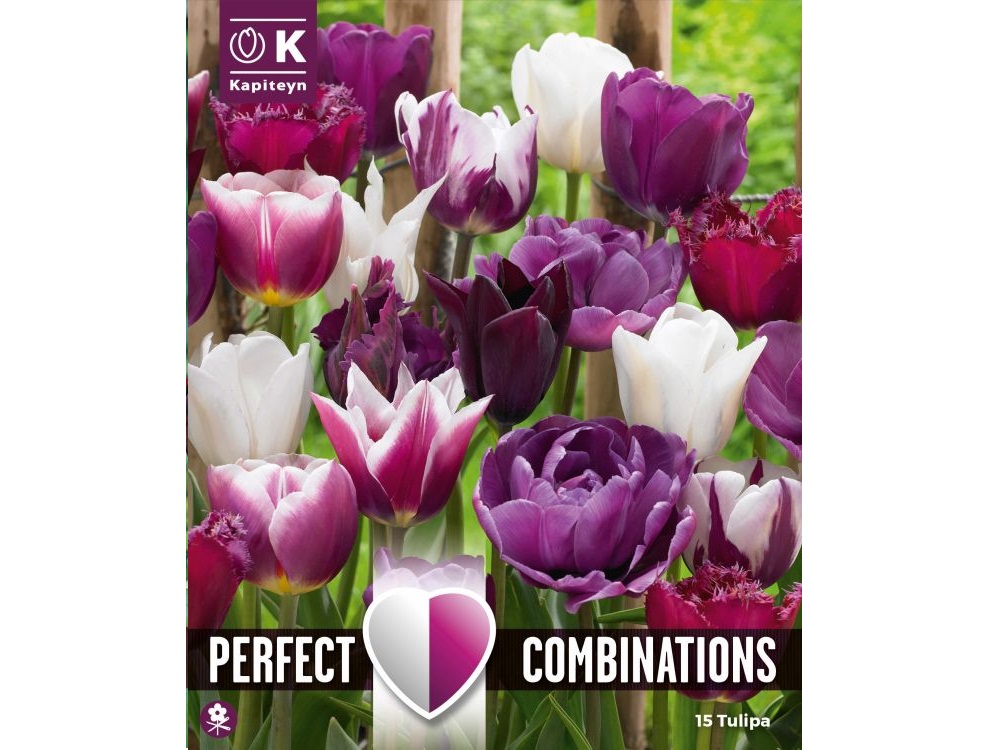 Combi Tulip Violet & White Blend