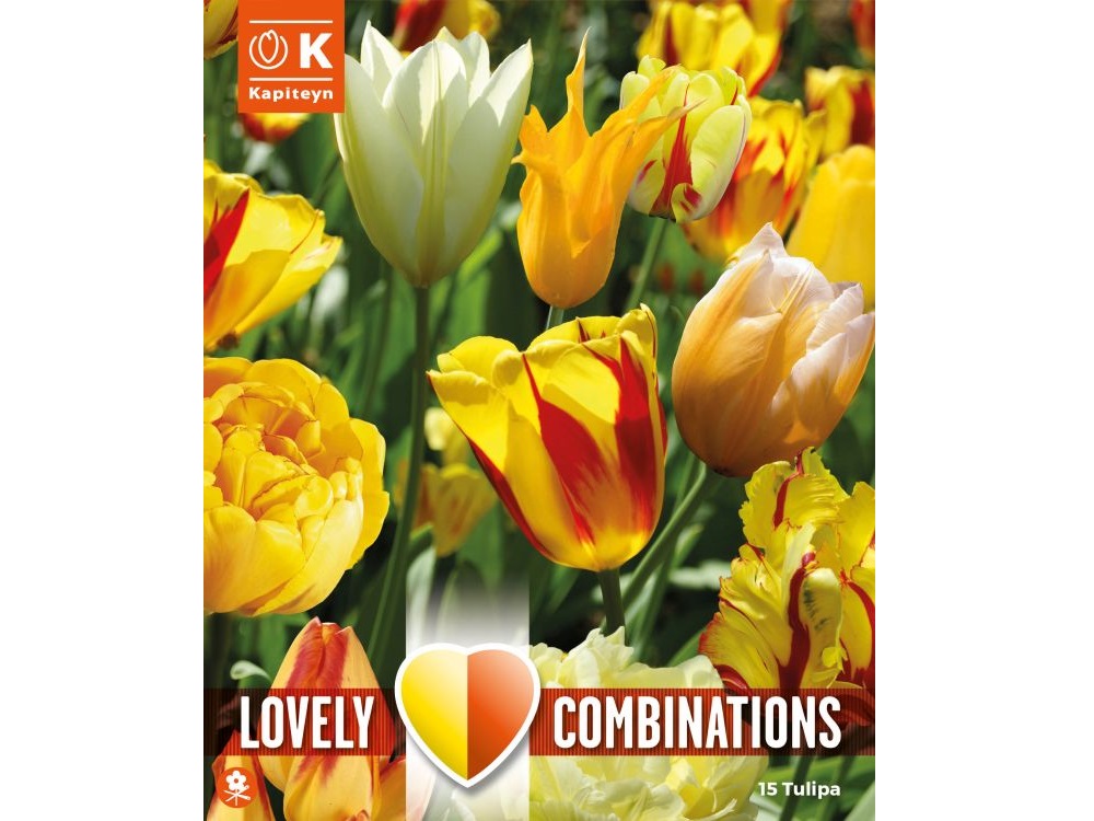 Sunny delight blend of tulip bulbs
