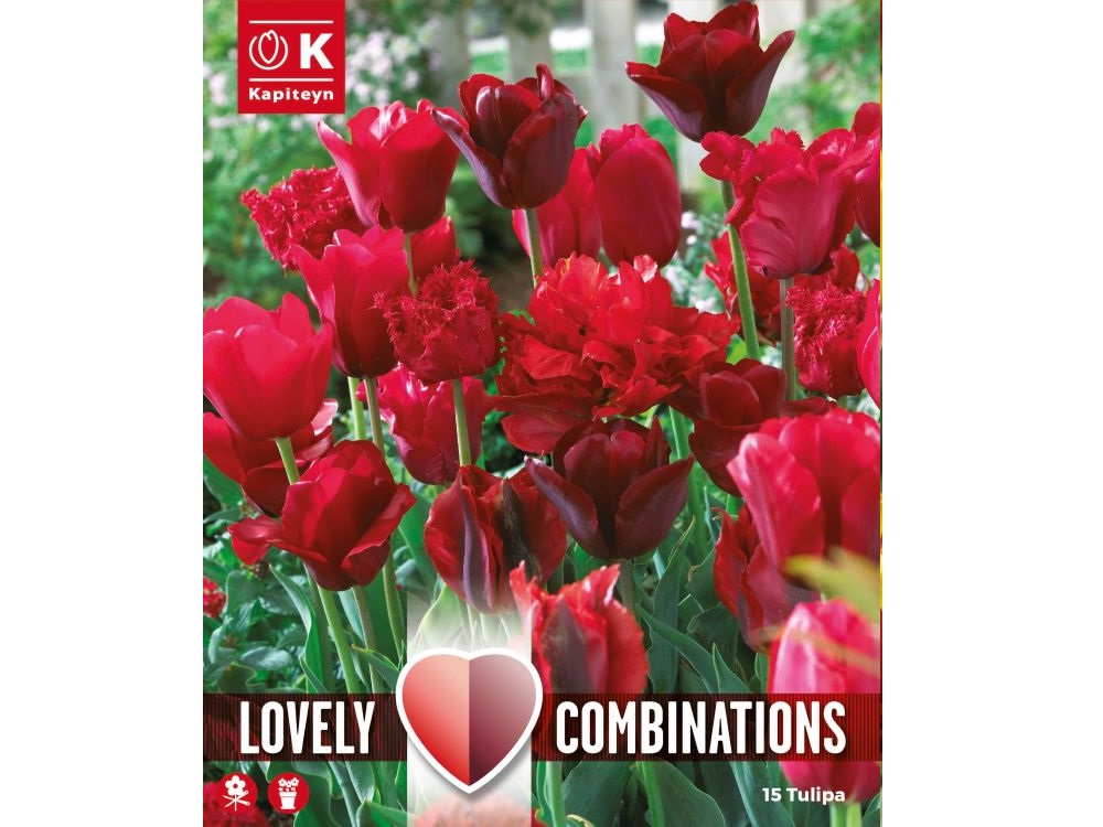red shades varieties of tulip bulbs