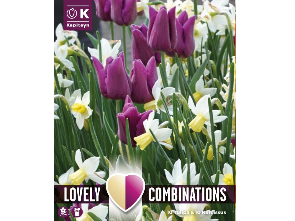 Combi Tulip Purple & Narcissus White