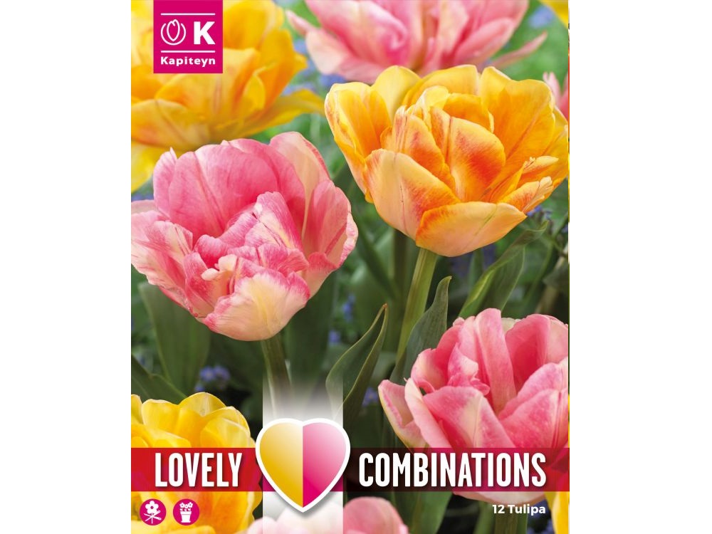 Orange and pink varieties of tulip bulbs