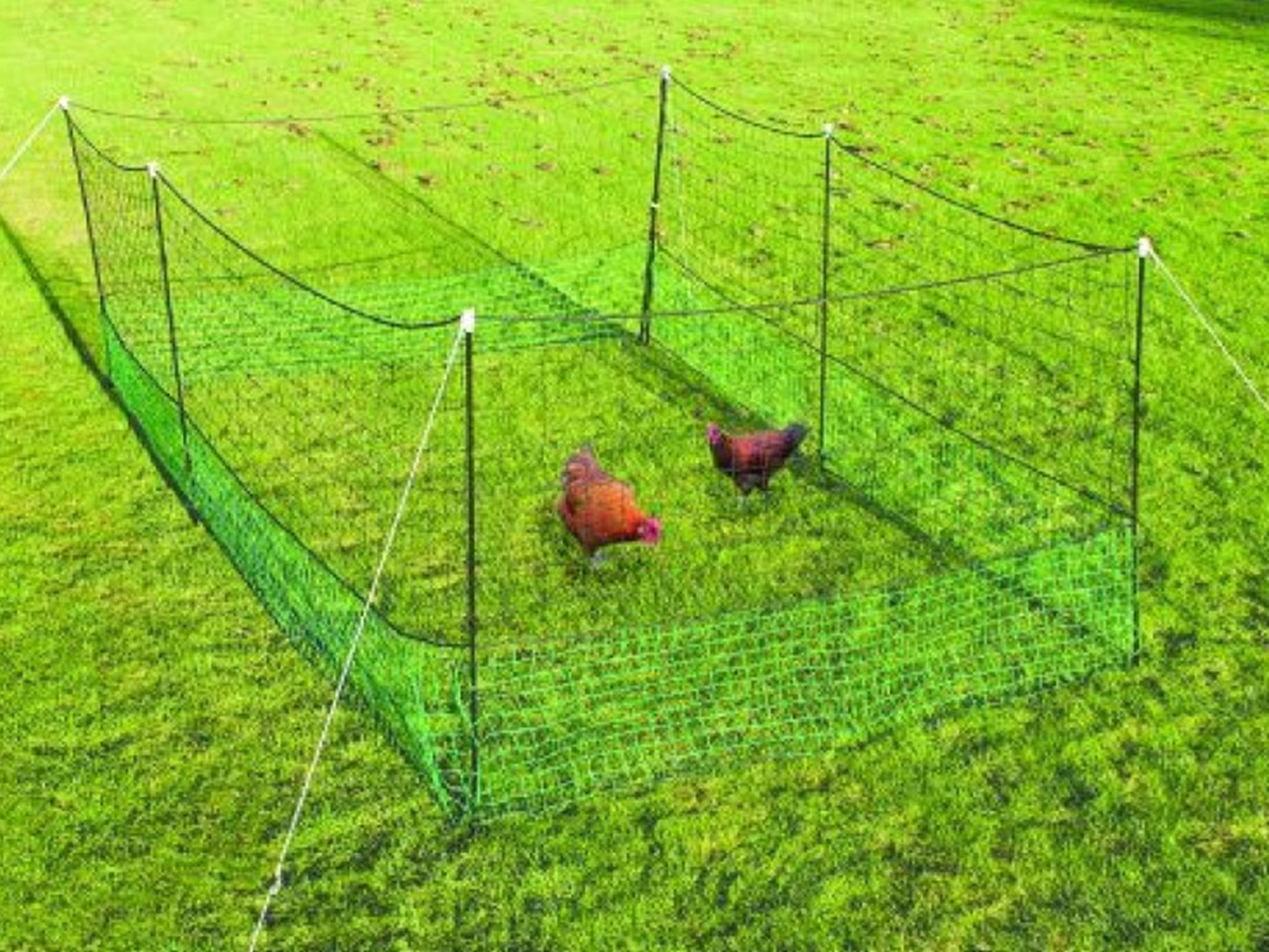 Enclosure With Chicken Netting - 24 m