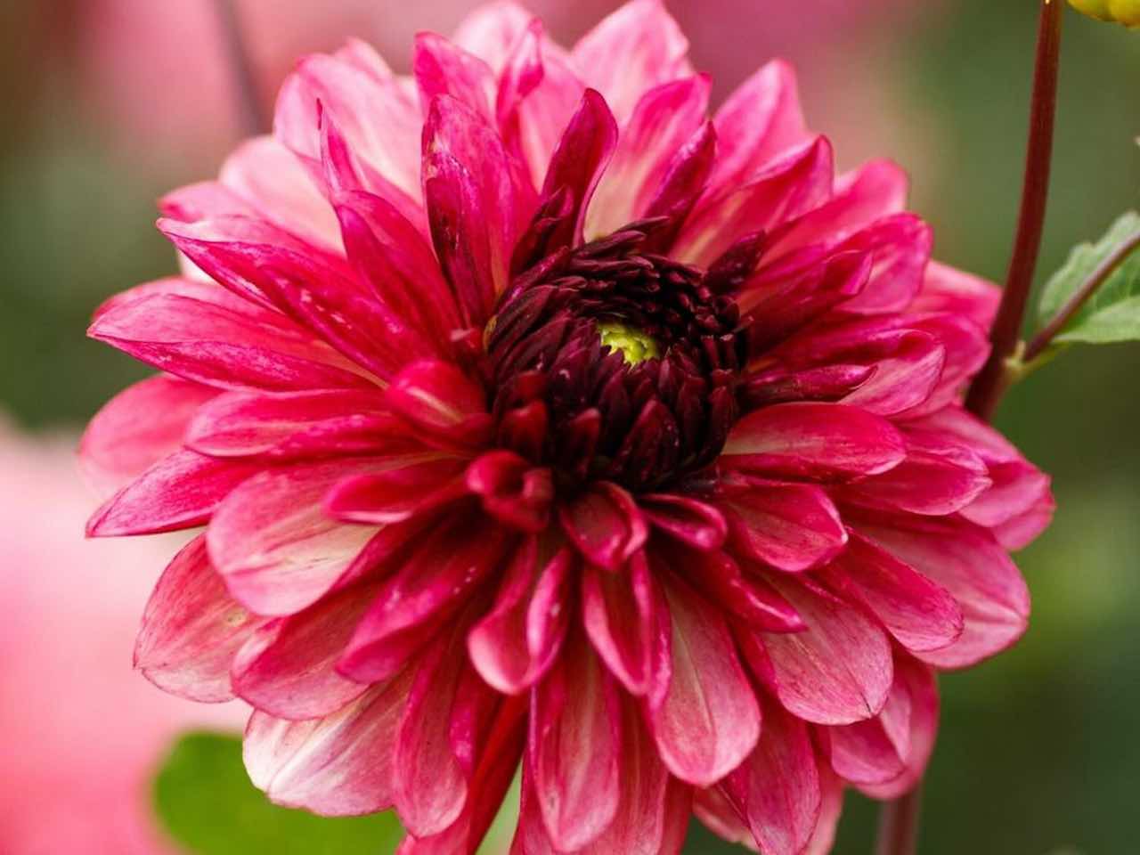 Decorative Dahlia - 'Bacardi'