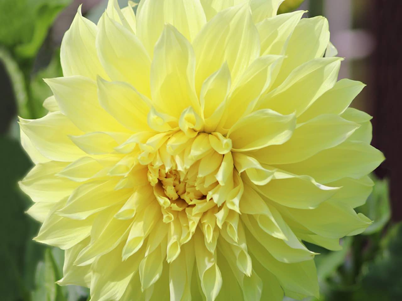 Dahlia Kelvin Floodlight