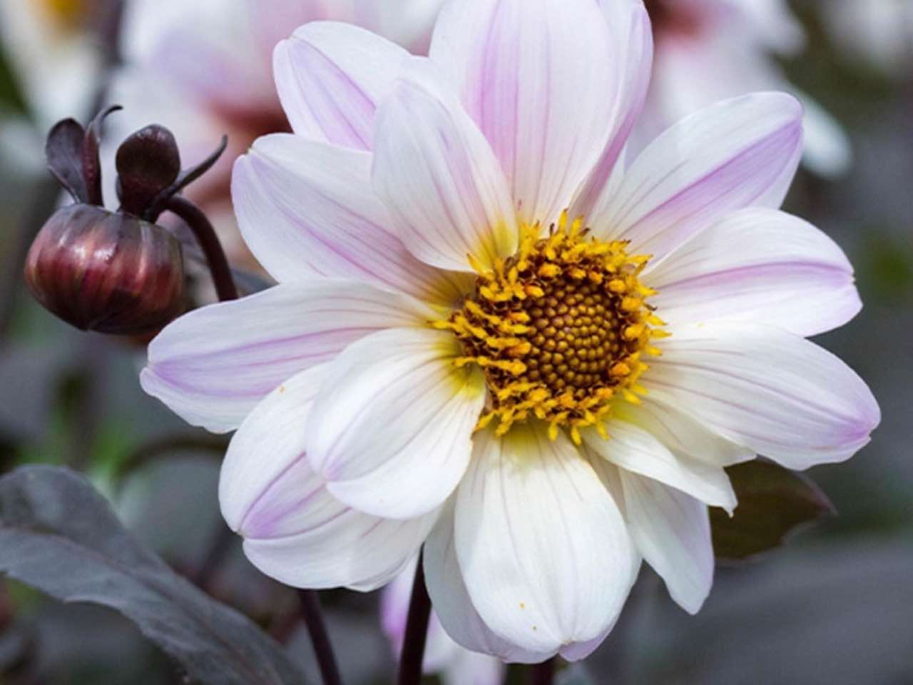 Peony Flowered Dahlia 'Bishop of Dover'