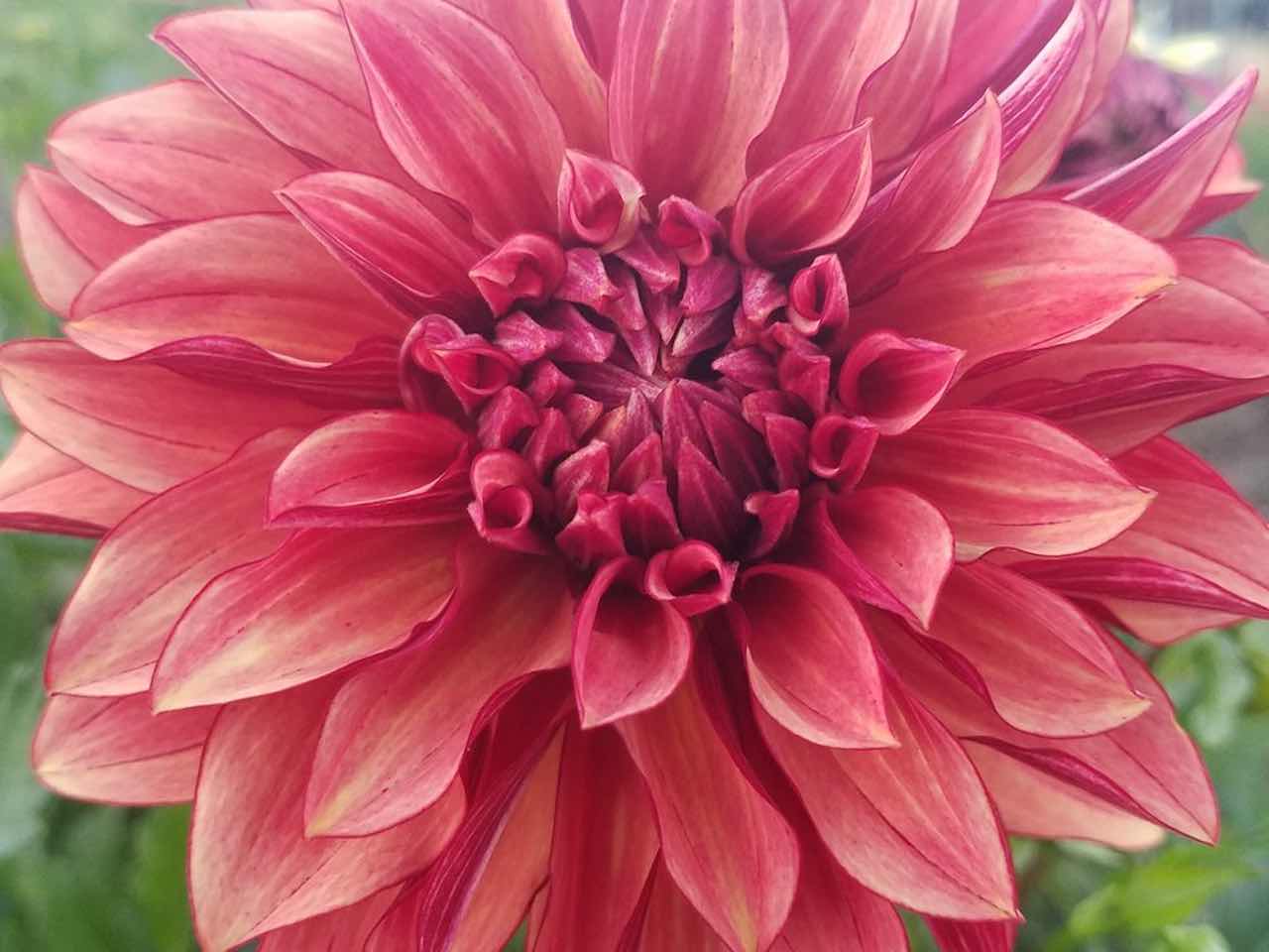 Decorative Dahlia - 'Orange Paradise'