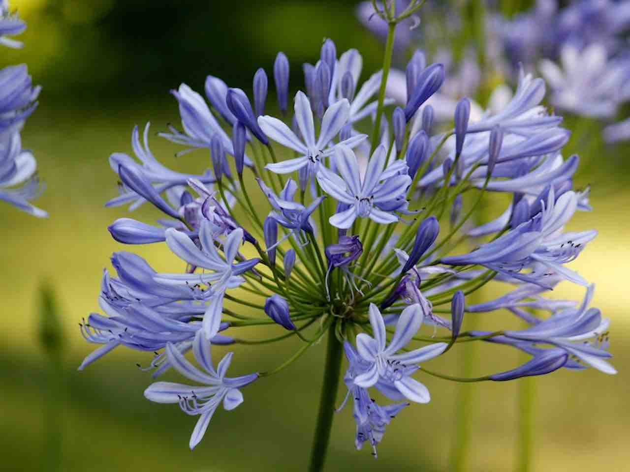 Agapanthus Africanus - African Lily spring planted bulbs